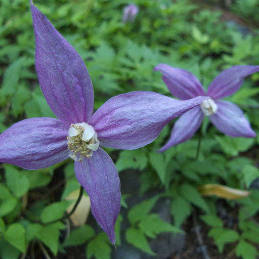 Clematis Occidentalis