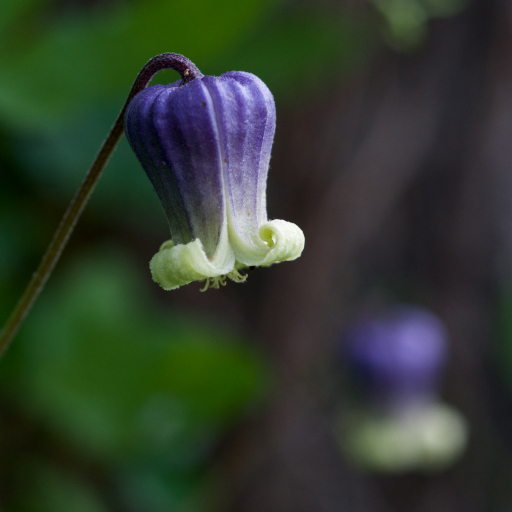 Clematis Pitcheri