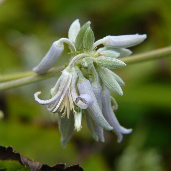 Clematis Stans