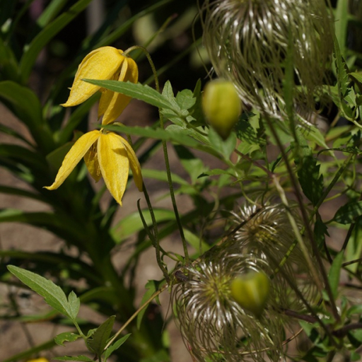 Clematis Tangutica