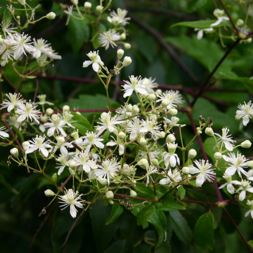 Clematis Virginiana