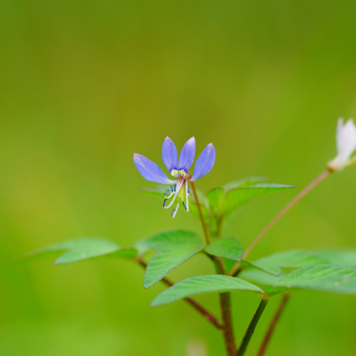 Cleome Rutidosperma