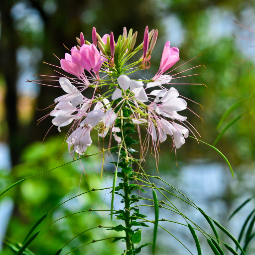Cleome