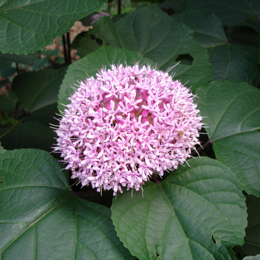 Clerodendrum Bungei