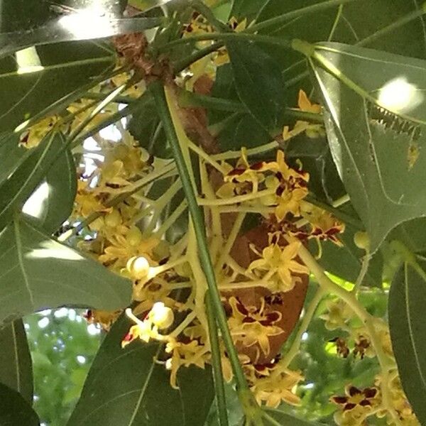 Clerodendrum Cyrtophyllum