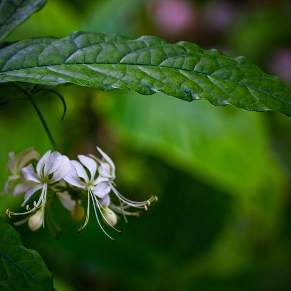 Clerodendrum Laevifolium