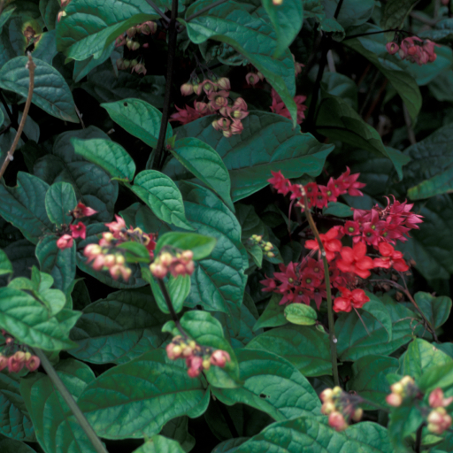 Clerodendrum Splendens