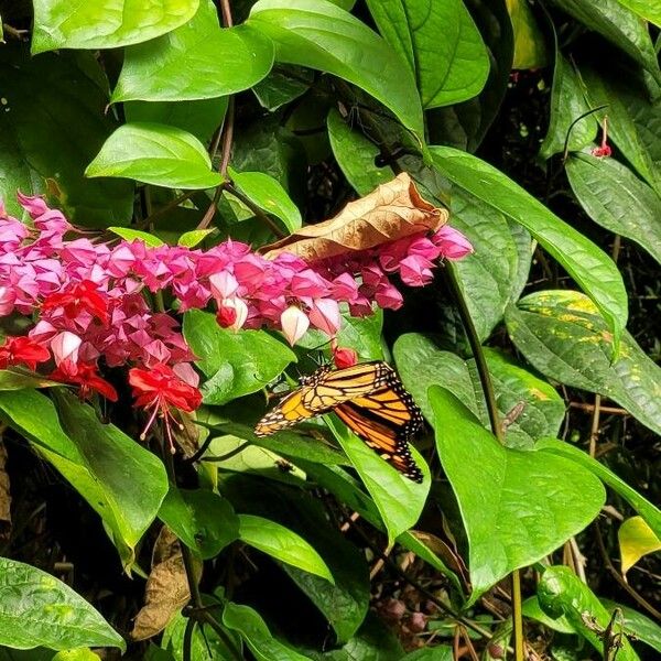 Clerodendrum X Speciosum