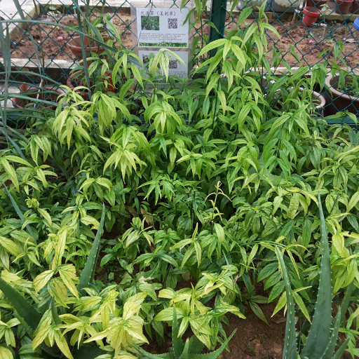 Clinacanthus Nutans