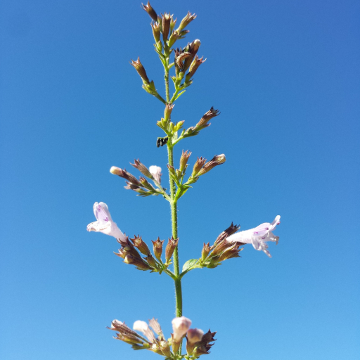 Clinopodium Menthifolium