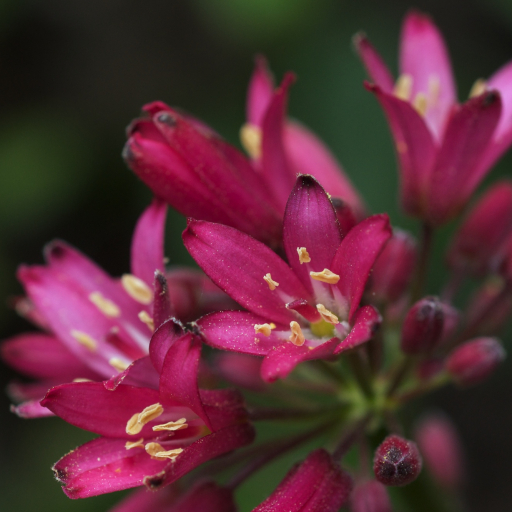 Clintonia Andrewsiana