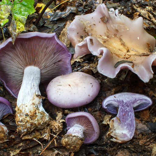 blewit-clitocybe-nuda-care-guide-water-soil-propagation-plantiary
