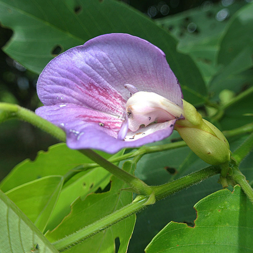 Clitoria Fairchildiana