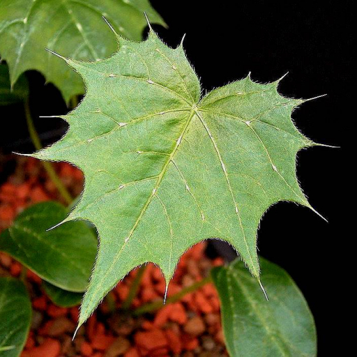 Cnidoscolus Angustidens