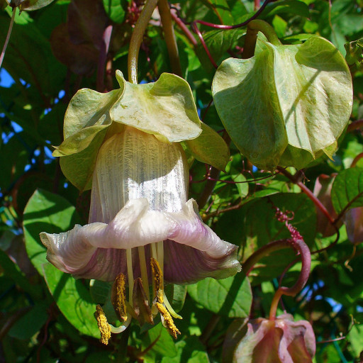 Cobaea Scandens