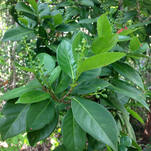 Coccoloba Diversifolia