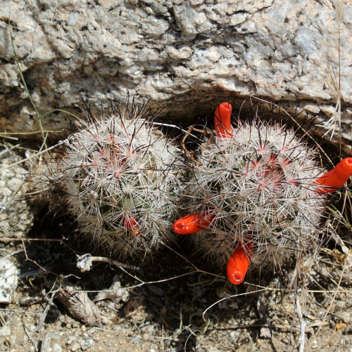 Cochemiea Tetrancistra