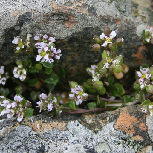 Cochlearia Danica