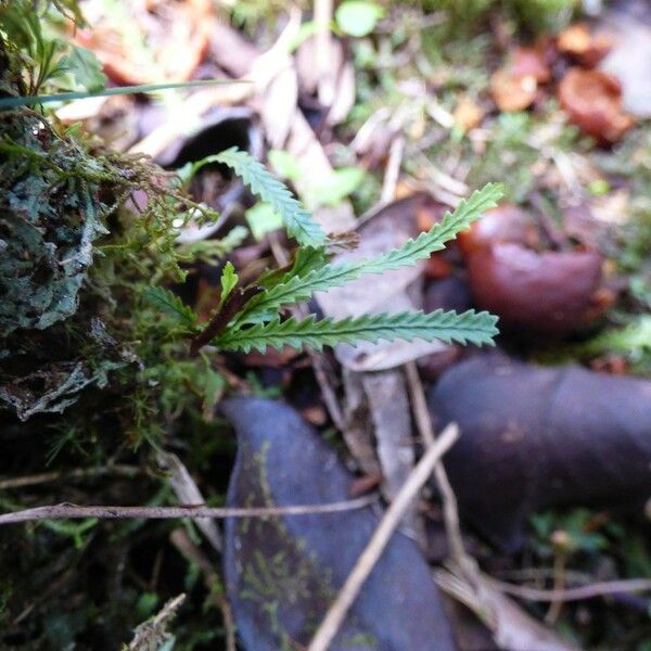 Cochlidium Serrulatum