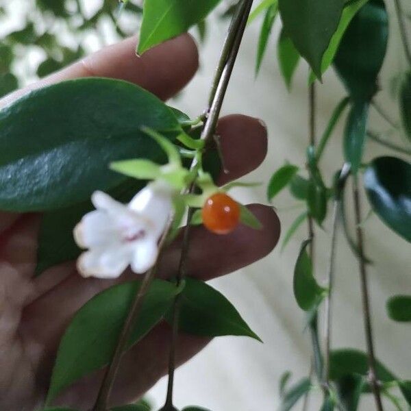 Codonanthe Crassifolia
