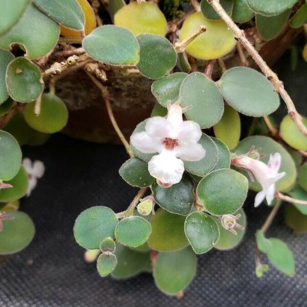 Codonanthe Devosiana