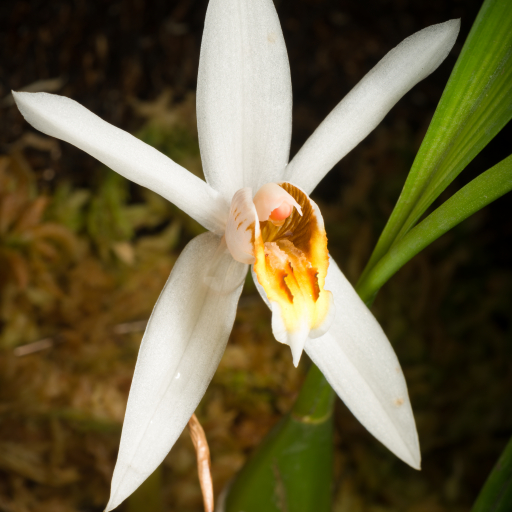 Coelogyne Viscosa
