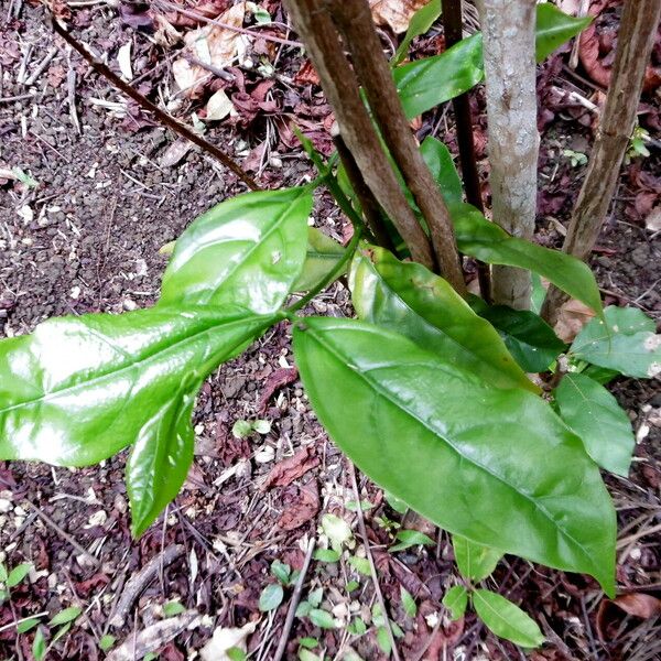 Coffea Congensis