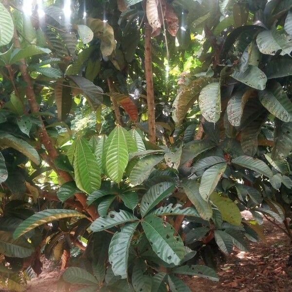 Yellow Monkey Cola (Cola Lepidota) Care Guide: Water, Soil ...