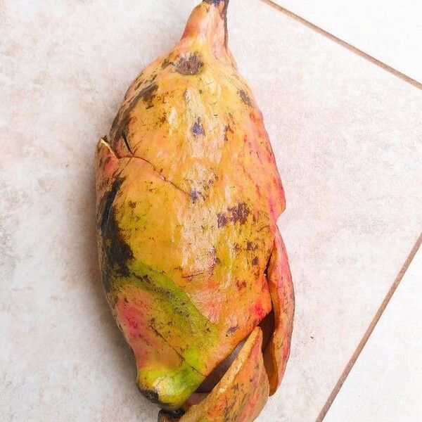 Cola (Cola Pachycarpa) Care Guide: Water, Soil & Propagation - Plantiary