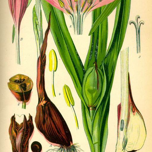 Colchicum Autumnale