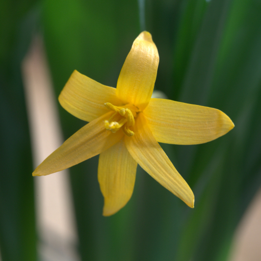 Indian Colchicum (Colchicum Luteum) Plant Care & How to Grow, Water