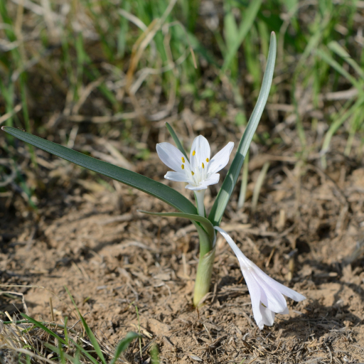 Colchicum Ritchii