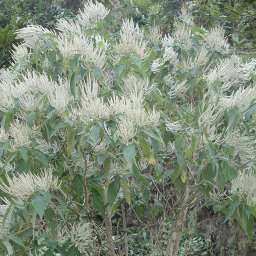 Colebrookea Oppositifolia