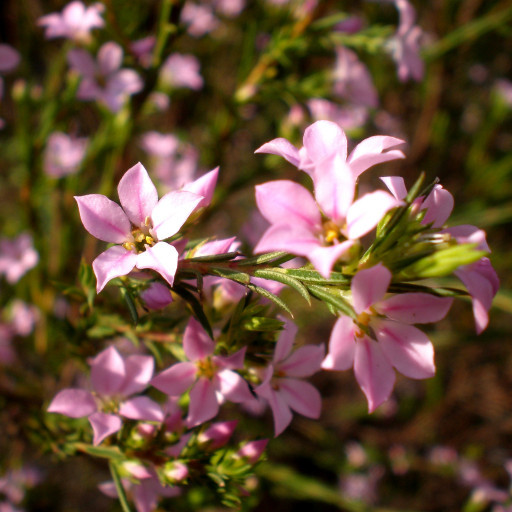 Coleonema Pulchellum