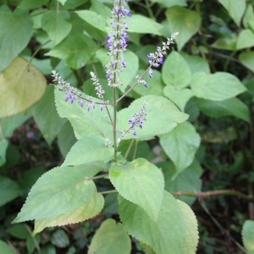 Coleus Scutellarioides