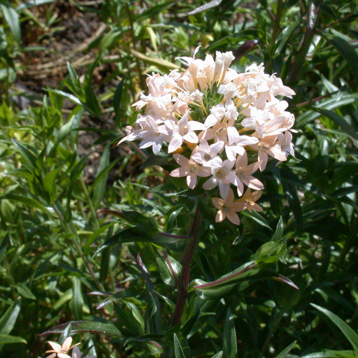 Collomia Grandiflora