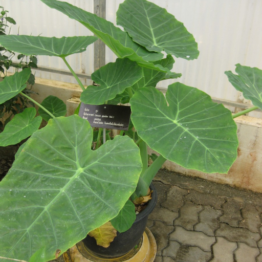 Colocasia Gigantea