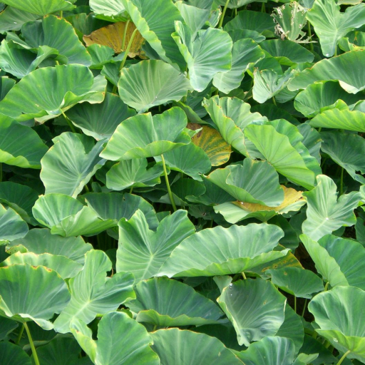Elephant Ears (Colocasia) Plant Care & How to Grow, Water