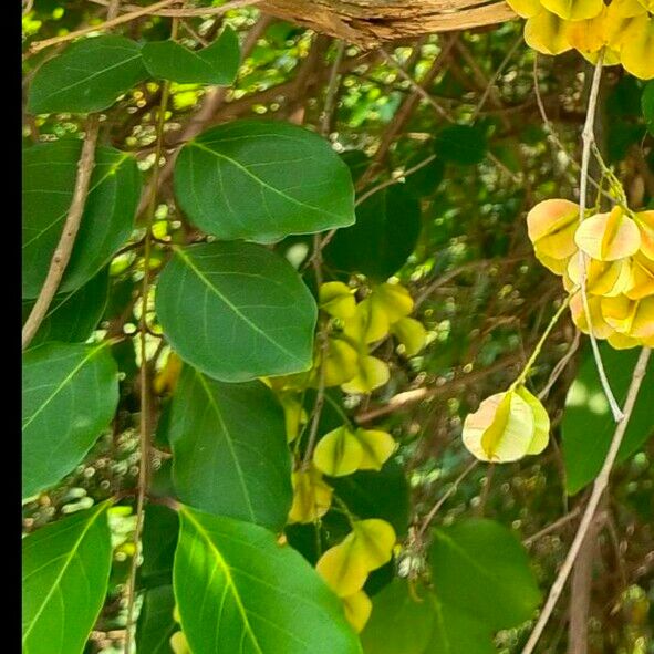 Combretum Acuminatum