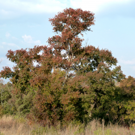 Combretum Erythrophyllum