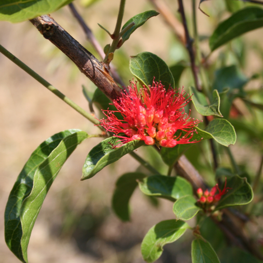 Combretum Paniculatum