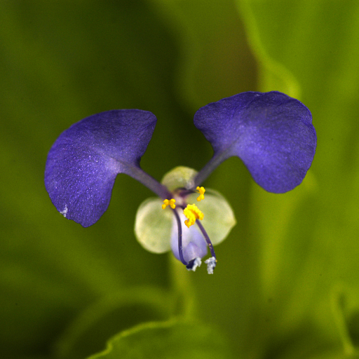 Commelina Benghalensis