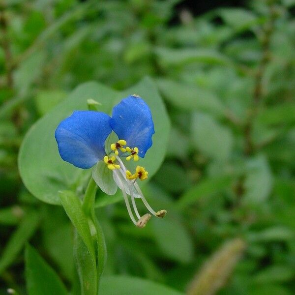 Commelina Coelestis
