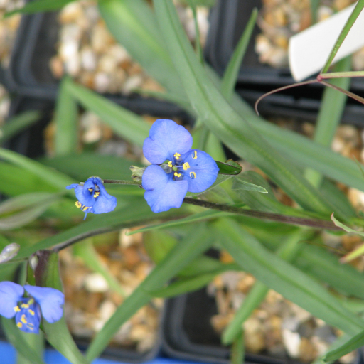 Commelina Dianthifolia
