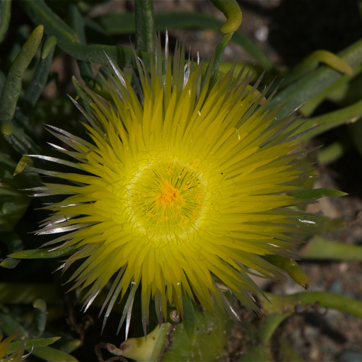 Conicosia Pugioniformis