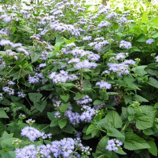 Conoclinium Coelestinum