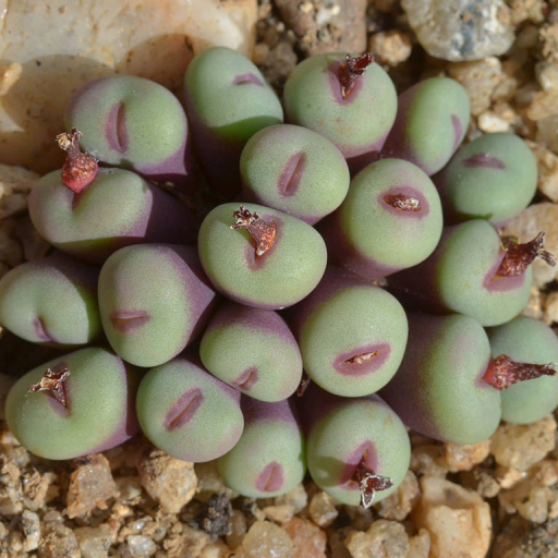 Conophytum Pageae