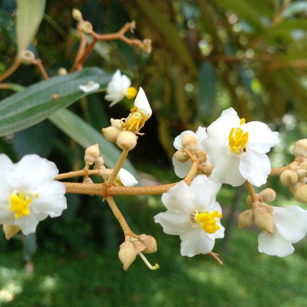 Conostegia Xalapensis