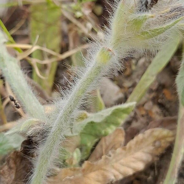 Convolvulus Cephalopodus