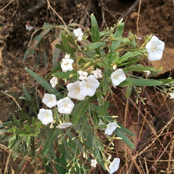 Canary Tree Bindweed (Convolvulus Floridus) Plant Care & How to Grow, Water